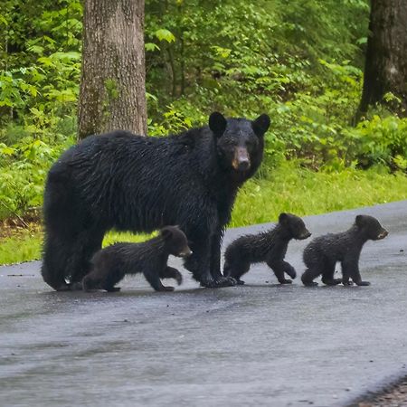 Mountain Lake Lodge, Hot Tub, Theater Room, 1089 Free Tickets Each Paid Day, Dollywood And More Sevierville Exterior foto
